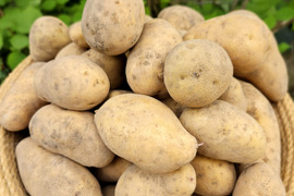 美味しいメークインどうですか？10kg