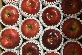 【懐かしの味】青森県産りんご 「紅玉」家庭用 キズ有 約4kg 【フルーツキャップ詰】