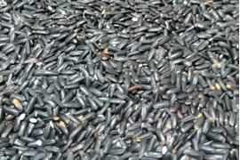 自然農パワー！　古代米　黒・赤・緑米3kg【食べ比べ】