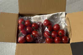 【福島県大熊町産】ほれまる（ミニトマト）1000g｜甘みとコクが自慢のフルーツトマト