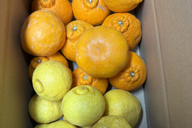 【柑橘食べ比べ】佐賀県太良町産おまかせセット♩ひぜんユース＋はるか+不知火（箱込3㎏）家庭用