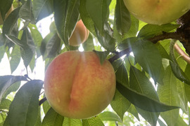 [2025年予約受付中]
信州産　つきあかり2.5kg（約6~10個）