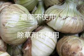 とろっとろ　新玉ねぎ　１０kg