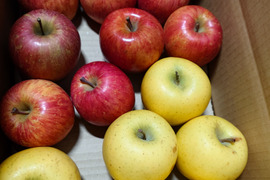 【2箱セット】特別栽培りんご（品種おまかせ）【訳あり加工】/3キロ