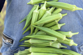 丹波産‼️夏野菜Mセット‼️