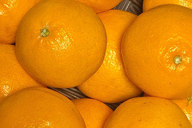 食べ比べ【数量限定☆希少の高級柑橘🎁】はるみ１㎏&マイヤーレモン１㎏🍊🍋