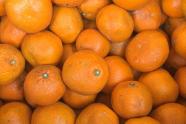 訳あり〜愛媛県産〜　島育ち　木なり完熟　熟成　伊予柑　10kg（箱込み）