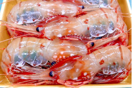 【-60冷凍】デカい！甘い！特上ブリブリ子持ちボタンエビ5P1500g