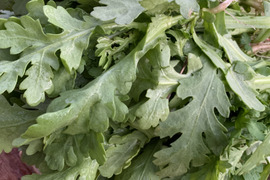 おまたせです！柔らか根付き　春菊　1kg