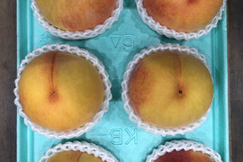 桃黄金桃6玉　A級