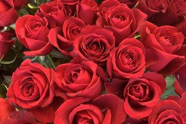 【40本入り】プレミアムな花束を大切なあの人へ！🟥赤色系ミックス・バラの花束・ご贈答用包装付・もちろんご自宅にも。長さ約50cm、微・無香性