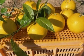 倉橋ミカン食べてクレ園の、グレープフルーツ（約9玉）（無選別）
