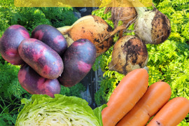 自然栽培コラボ野菜セット4種類【少量】