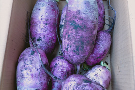 紫大根5kg箱にいっぱい☆甘い☆色鮮やか☆サラダ、ピクルス、漬物、蒸し料理に！農薬・化学肥料不使用☆寒さにあたって甘ーくなってます！