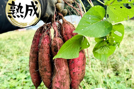 〇 100日間以上熟成しました 〇【限定特別価格】 熟成芋🍠農薬不 〇 100日間以上熟成しました 〇【限定特別価格】 熟成芋🍠農薬不