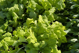 【ゲン担ぎ福袋】農薬不使用　冬の野菜セット丁寧に育てた野菜たちをお届けいたします。個数限定、農園からの今年一年の感謝を込めたプレゼントです。