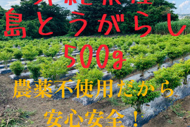 【激辛注意!】沖縄県産島とうがらし 500g