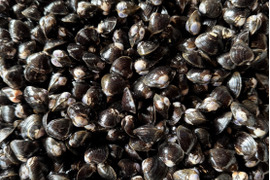 【わけあり大特価】十三湖産大和しじみ2kg