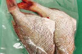 【色々あって特価です】簡単調理でキッチン綺麗！タイドレス２尾入１P500g×３