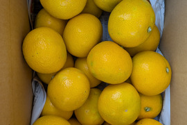 最小限の農薬除草剤未使用　和歌山県橋本市産　ご家庭用八朔サイズS直径約7.3cm前後(約5キロ箱込み)