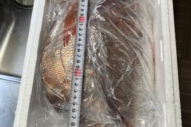 期間限定✨マダイ🐟コウイカ🦑
