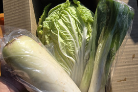 【少量内容量】自然栽培大根×白菜×ネギ(堆肥、農薬、肥料一切無し)