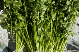 農薬不使用パクチー600g & 季節の葉物野菜や芋類などその時期に採れたお野菜もお入れしてお届け致します。