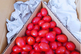 【まずはコレ】甘さに驚くフルーツミニトマト（０．７キロ）食べきりサイズ！（お試し・少量）