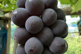 8月10日より発送　種なしピオーネ　１ｋｇ（500g×2房）