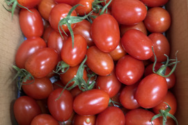 『訳ありA品・アイコ♪』1kg箱:ヘタあり・ヘタ無しランダム♪ちょうどいい酸味と甘味あり満足