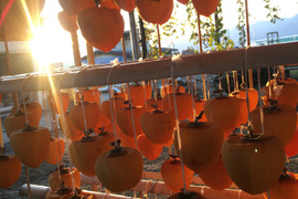 【予約受付】甲州百目柿　手仕事　あんぽ柿