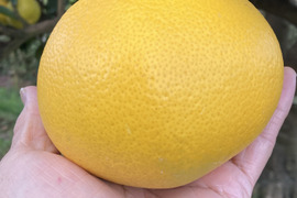 紀の川八朔　優品L〜２L寸↑ 10kg箱込み　ハズレなし！！