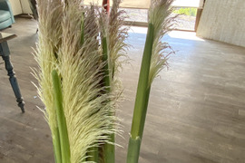 【パンパスグラス３本（85㎝）】産地直送、ドライフラワーとして人気！長く楽しめます。大きくふわふわした花穂が、空間を一瞬で「映える空間」に変えてくれます。