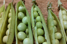 この時期だけ【春の味覚　第2弾　グリーンピース】　１キロ　鮮度が命の豆🫛を収穫当日に発送　冷凍とは違う生グリーンピース　今しか味わえない莢入りをお楽しみ下さい！！