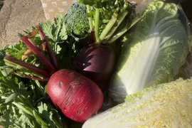 冬のカラフル鍋【お野菜ボックス】5種類以上！根菜葉物詰合せ4kg