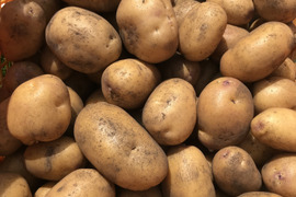 インカのめざめ 約10kg! 農薬化学肥料不使用🥔サイズミックス