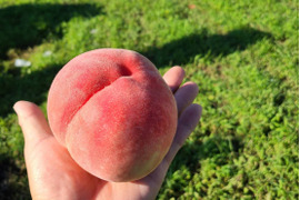 贈答用、家庭用 桃(3kg) 7月予約商品 その時採れた新鮮な桃をお届け！