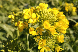 【わけあり】【花咲き】農薬化学肥料不使用のチーマディラーパ（西洋ナバナ）約1kg