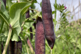 【植物性タンパク源】ツタンカーメン！もうすぐ！600g！紫エンドウ豆 美肌！代謝促進！必須アミノ酸