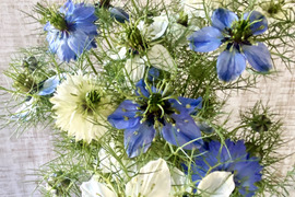 【お届け-20本-】〜ニゲラ〜　初夏から夏が旬の可憐で涼しげなお花！