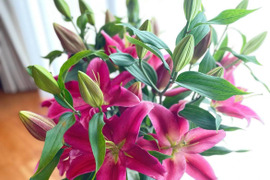 【2種類入ります】■レットドーン&リバーラブ5本束■透明感のある赤と無花粉の赤です！！本数の割合はおまかせください(^^)