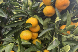 【5k箱　みかんシーズン到来の温州みかんです　家庭用大小さまざま　除草剤使用無 万田酵素散布】