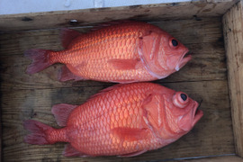 【活き締め】エビスダイ2匹3kg神経締め