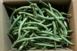 インゲンの通販｜その他豆類｜食べチョク｜産地直送(産直)お取り寄せ
