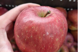 （家庭用）青森サンふじ 3kg｜訳あり・中小玉・CA貯蔵