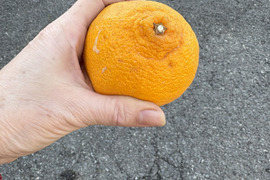佐賀県太良町産　♪不知火♪7.5kg【家庭用キズあり、小さめサイズ】