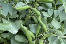 【10ｋｇ】安心安全‼　塩茹で、豆板醤に！自然栽培で育てた　そら豆（さや付き）