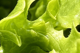 ムシャムシャ食べよう！島のオーガニックグリーンレタス【8個入り】有機JAS認証取得🌱Organic green lettuce