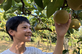 夏到来！ 梨で水分チャージ！ 幸水3キロ 6~9個入り大玉