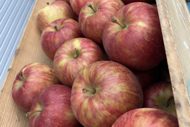 すっきり甘い、人気の早生品種、葉とらずつがる